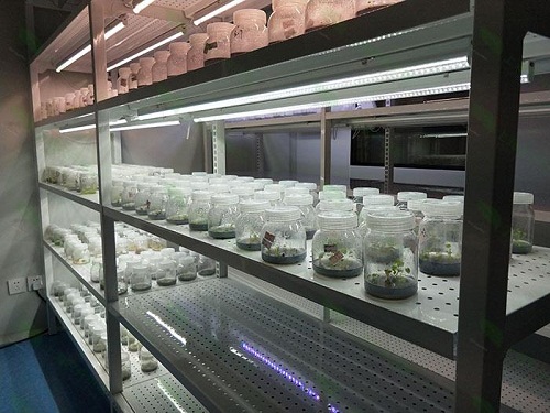 鹤城植物组织培养实验室设计建设方案